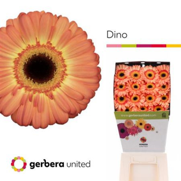 Gerbera Dino 50cm A1