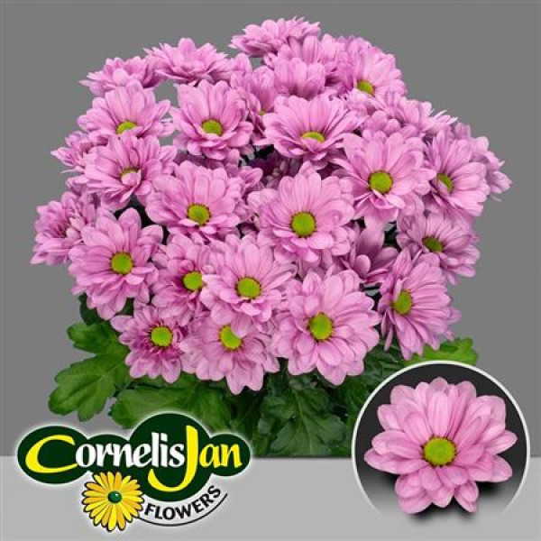 Chrysanthemums T Resq 70cm A1