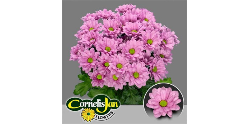 Chrysanthemums T Resq 70cm A1