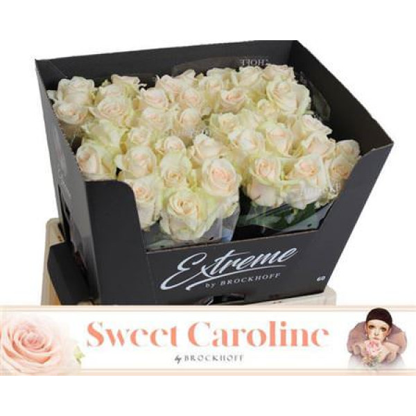 Rose Gr Sweet Caroline 60cm A1