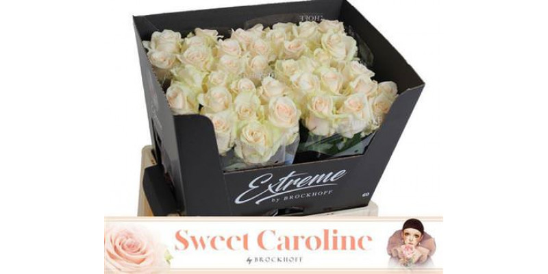 Rose Gr Sweet Caroline 60cm A1