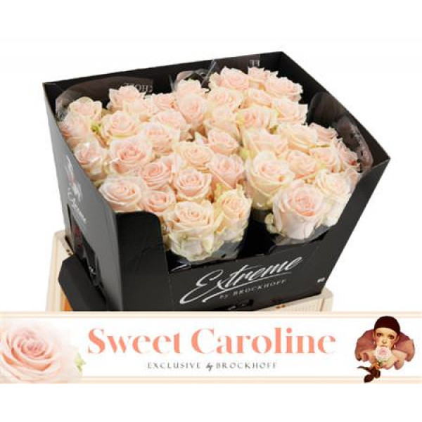 Rose Gr Sweet Caroline 70cm A1