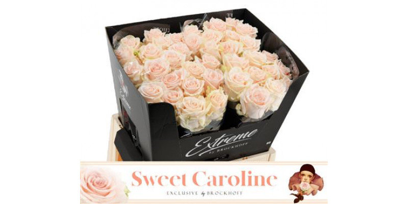 Rose Gr Sweet Caroline 70cm A1