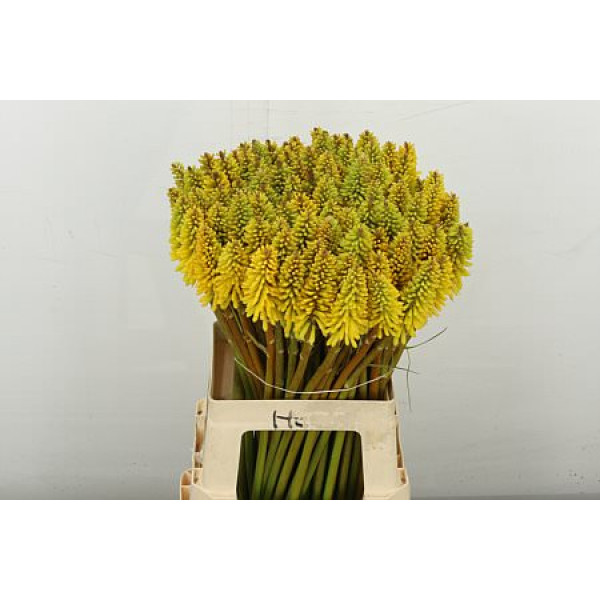 Kniphofia Eycone Yellow 70 cm A1