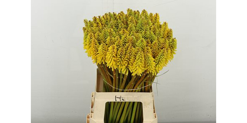 Kniphofia Eycone Yellow 70 cm A1