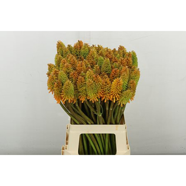 Kniphofia Eycone Peach 70 cm A1