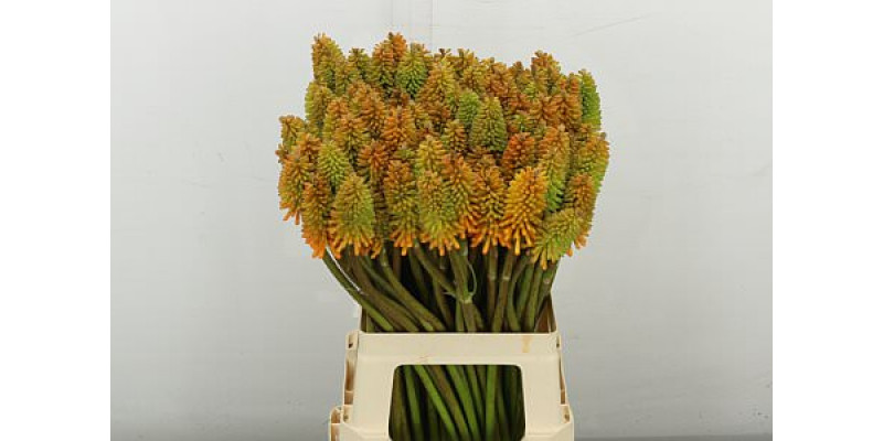 Kniphofia Eycone Peach 70 cm A1