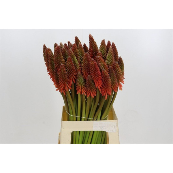 Kniphofia Eycone Red 70 cm A1