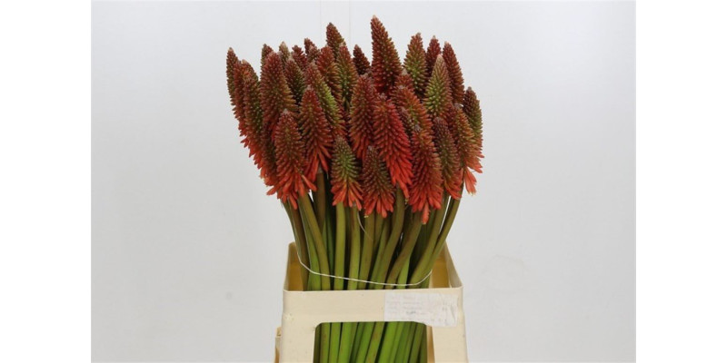 Kniphofia Eycone Red 70 cm A1