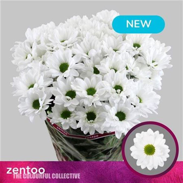 Chrysanthemums T Mirana 70 cm A1