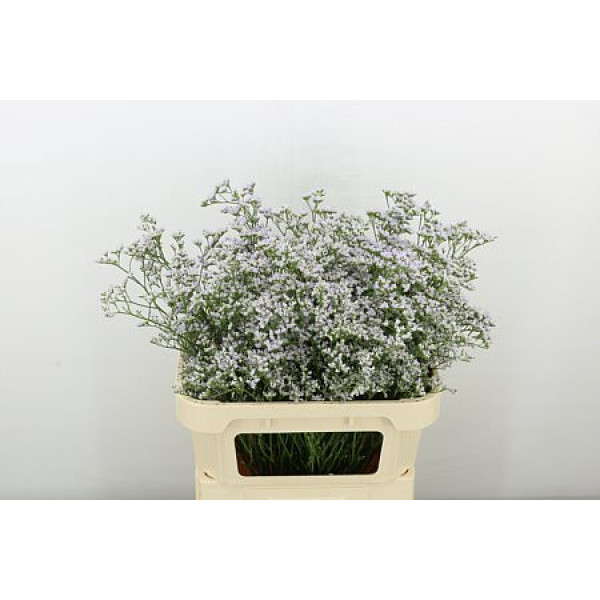 Limonium White Neto 80cm A1