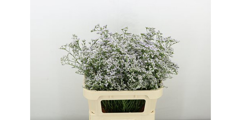 Limonium White Neto 80cm A1