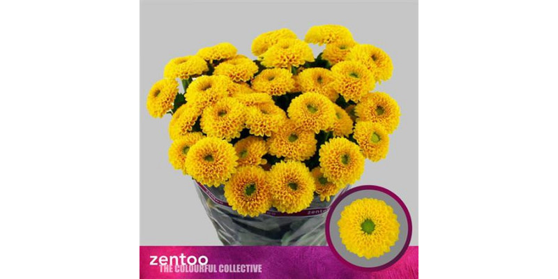 Chrysanthemums T Bonus 70cm A1