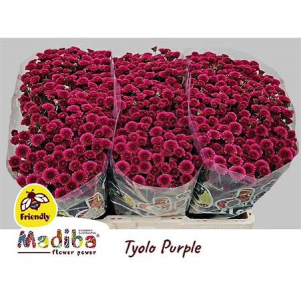 Chrysanthemums S Mad Tyolo Purp 70cm A1