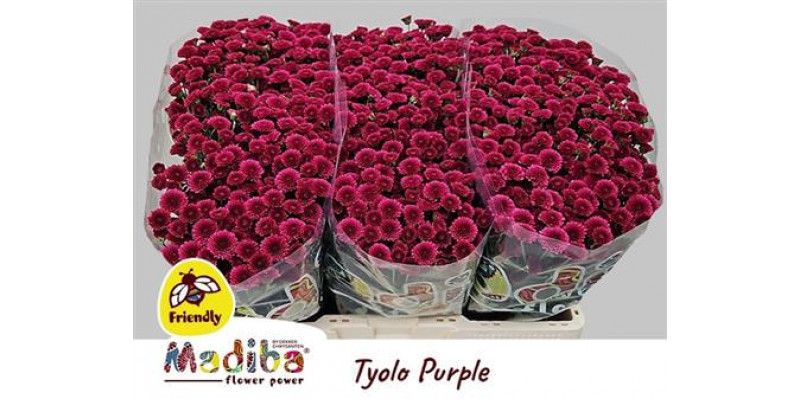 Chrysanthemums S Mad Tyolo Purp 70cm A1