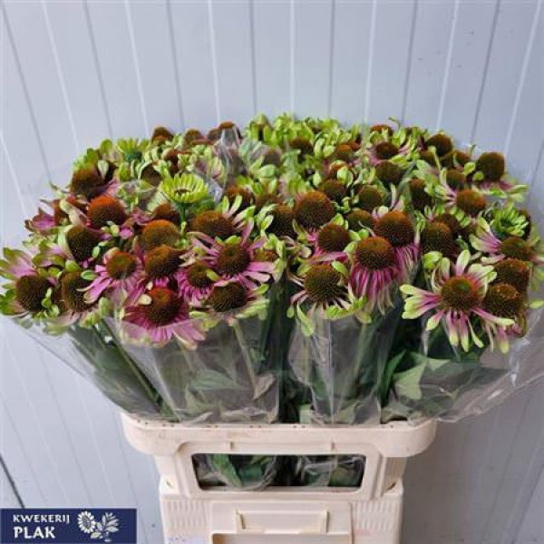 Echi Green Twister 65 cm A1