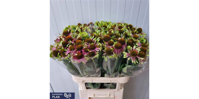 Echi Green Twister 65 cm A1
