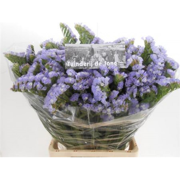 Limonium S Mermaid Wings 80cm A1