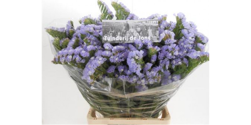 Limonium S Mermaid Wings 80cm A1