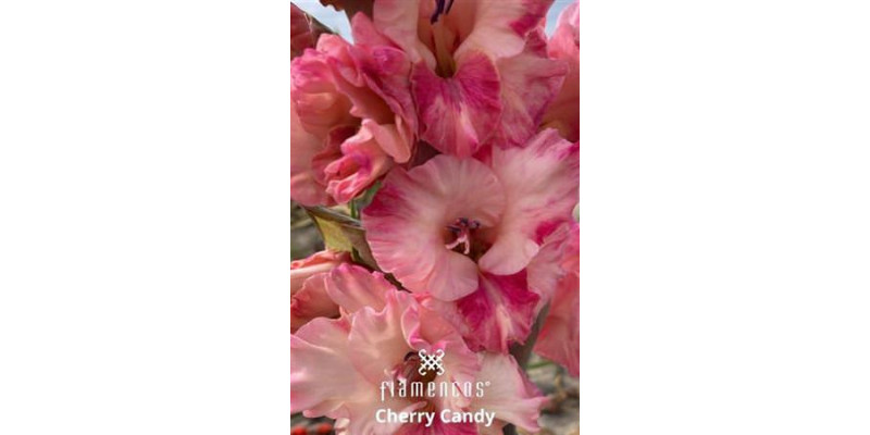 Gladioly Gr Fl Cherry Candy 110 cm A1
