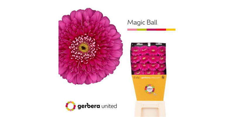 Ge Gb Magic Ball Diamond 50cm A1