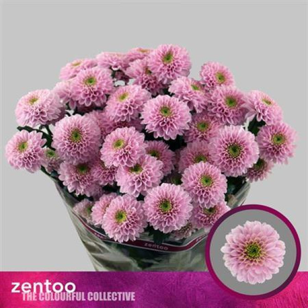 Chrysanthemums T Letsgo Pink 70 cm  A1