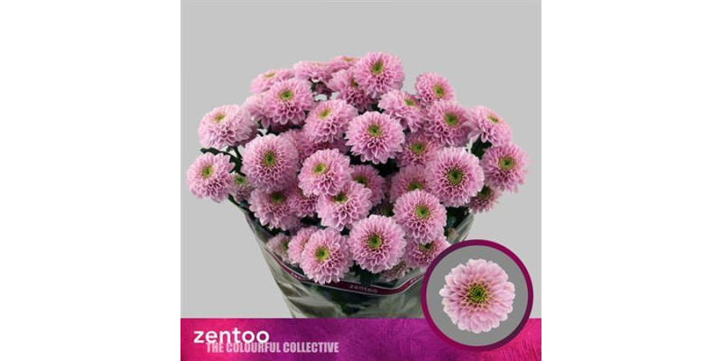 Chrysanthemums T Letsgo Pink 70 cm  A1