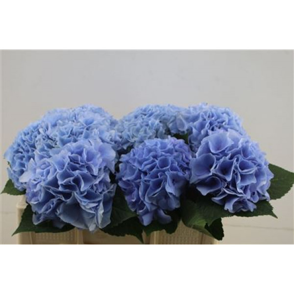 Hydrangea M Pi Floy Blue 40-17 40cm A1