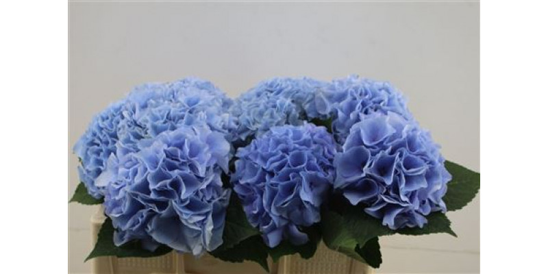 Hydrangea M Pi Floy Blue 40-17 40cm A1