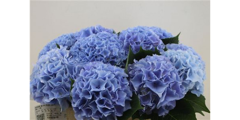 Hydrangea M Pi Floy Bleu 50-18 50cm A1