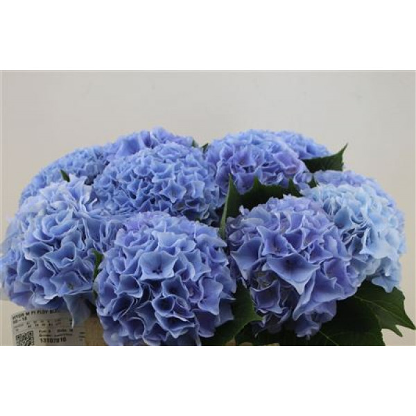 Hydrangea M Pi Floy Bleu 50-18 50cm A1