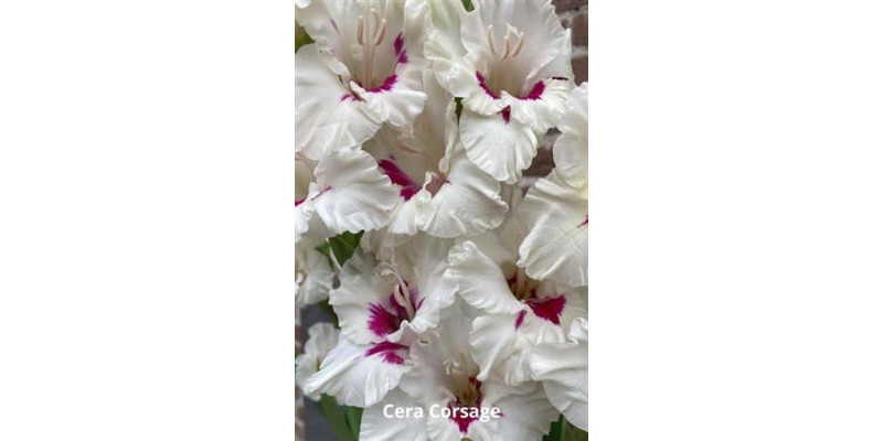 Gladioly Gr Fl Ce Corsage 110 cm A1