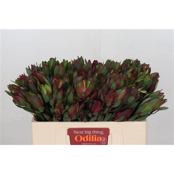 Leucadendron Senorita 50cm A1