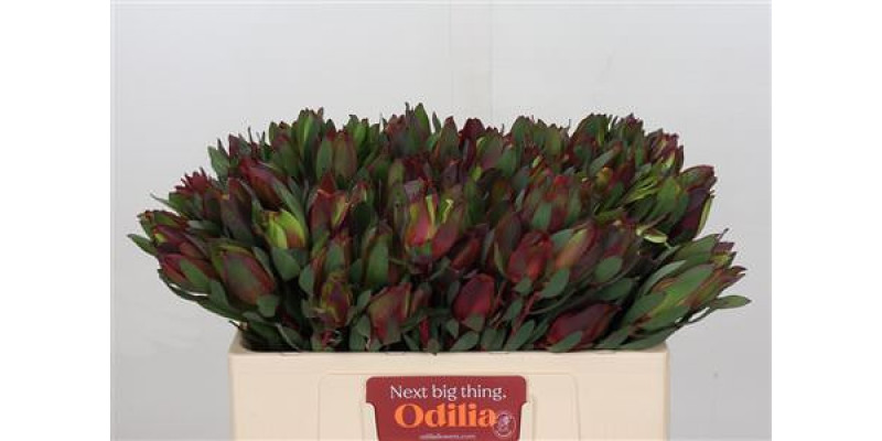 Leucadendron Senorita 50cm A1