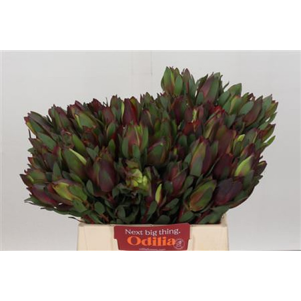 Leucadendron Senorita 40cm A1