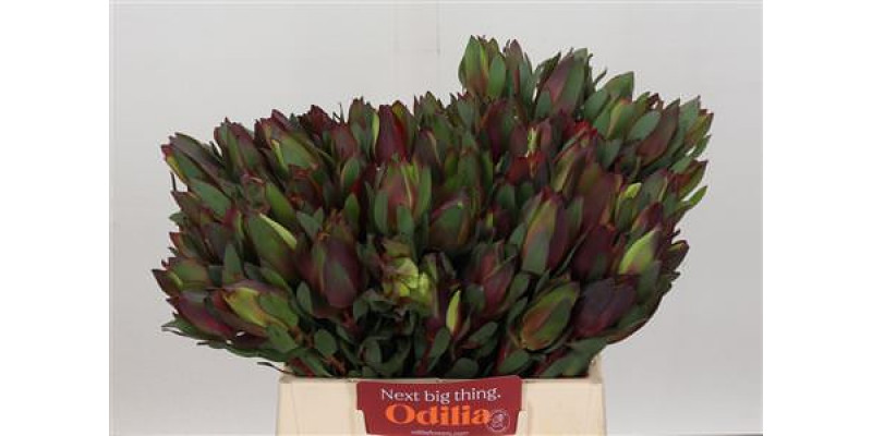 Leucadendron Senorita 40cm A1