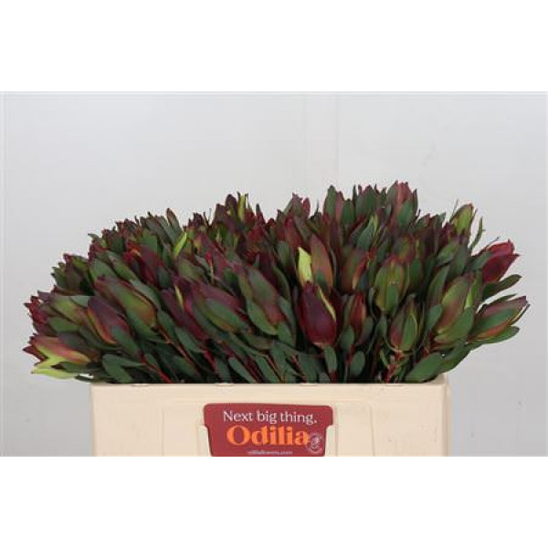 Leucadendron Senorita 50cm A1