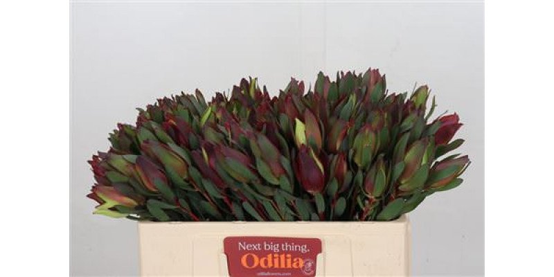 Leucadendron Senorita 50cm A1