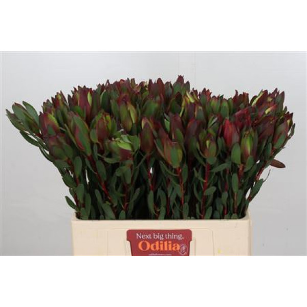 Leucadendron Senorita 60cm A1