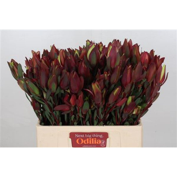 Leucadendron Senorita Spray 60cm A1