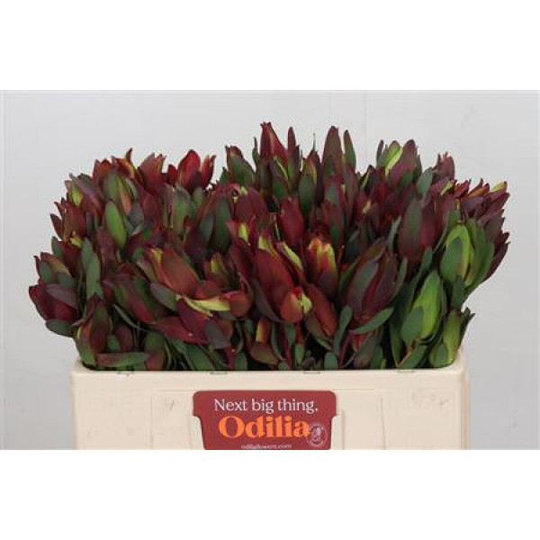 Leucadendron Senorita Spray 50cm A1