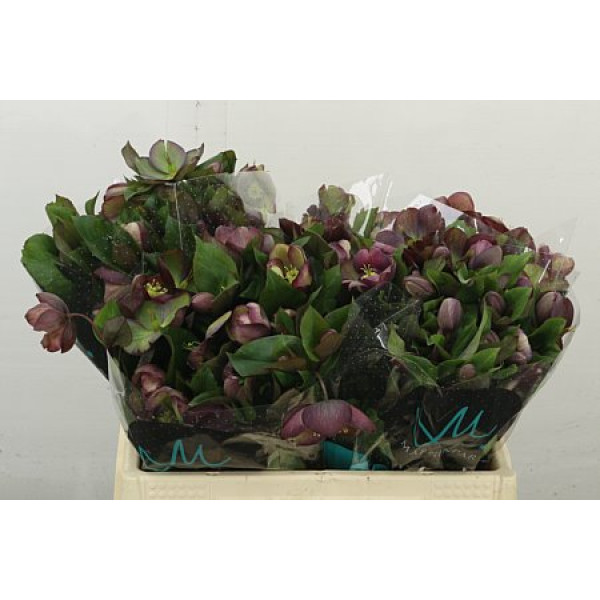 Hell Mammoth Pink 35 cm A1