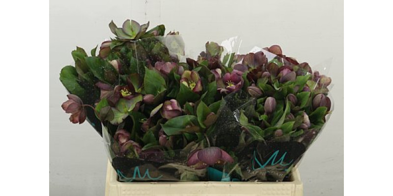 Hell Mammoth Pink 35 cm A1