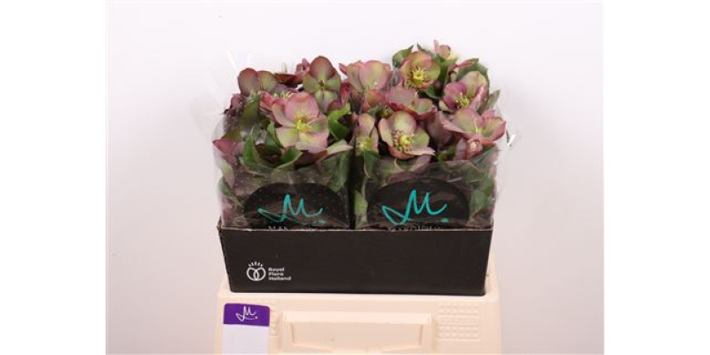 Hell Mammoth Pink 40 cm A1