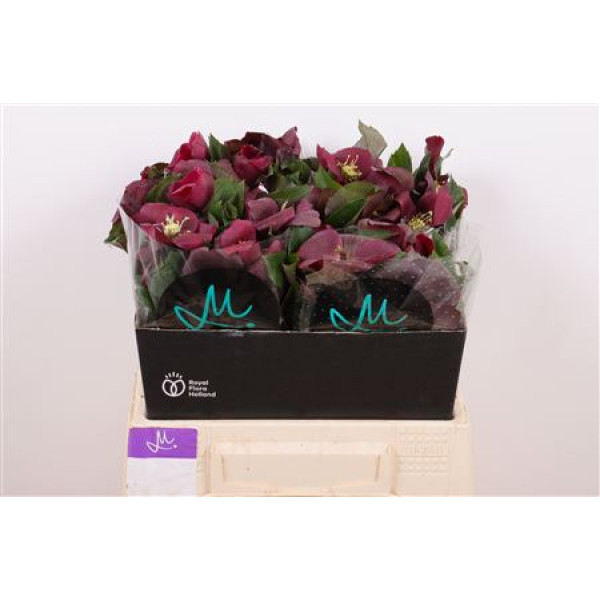 Hell Mammoth Red 40 cm A1