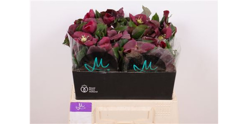 Hell Mammoth Red 40 cm A1