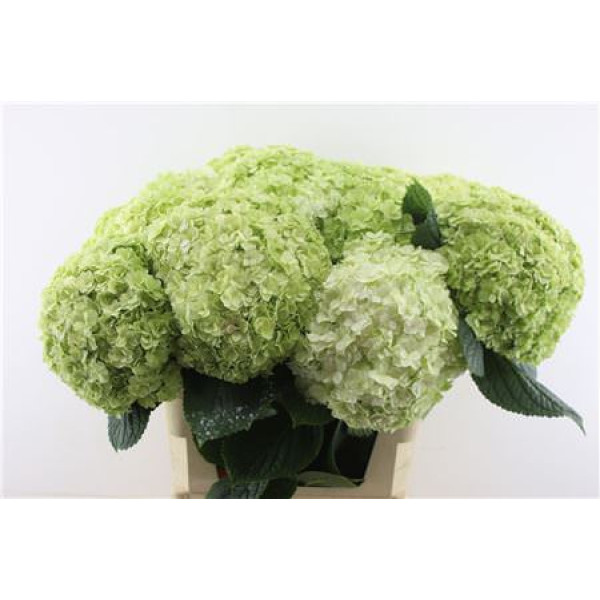 Hydrangea M Cl Royal Highnes 80-24 80 cm A1