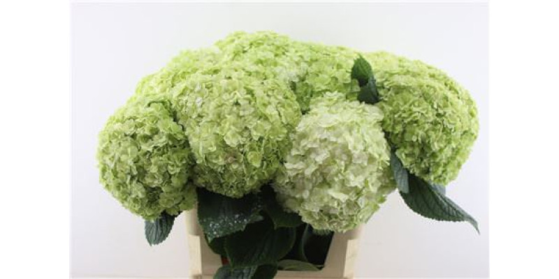 Hydrangea M Cl Royal Highnes 80-24 80 cm A1