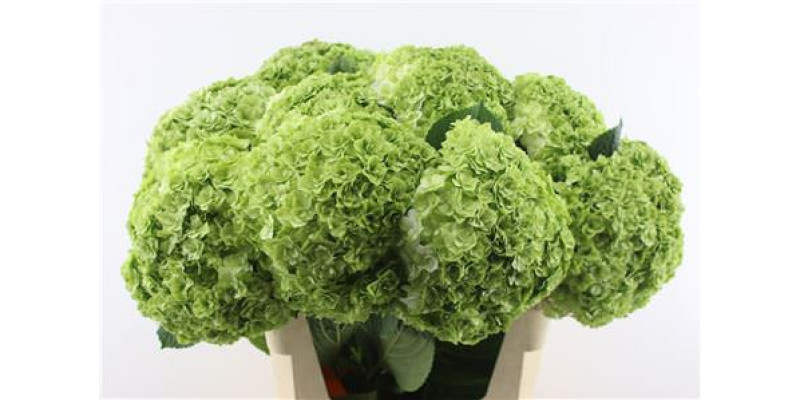 Hydrangea M Cl Royal Highnes 80-22 80 cm A1