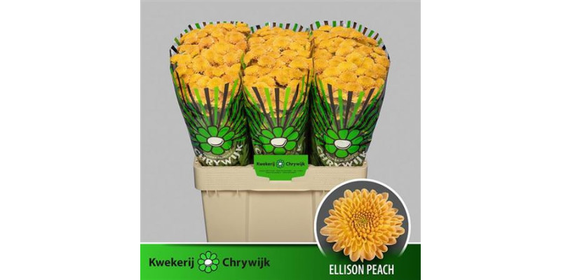 Chrysanthemums S Ellison Peach 55cm A1